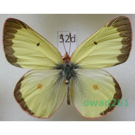 Colias philodice vitabunda Hovanitz, 1943 male Canada52d